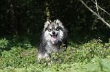 CHIEN FINNOIS DE LAPONIE 111